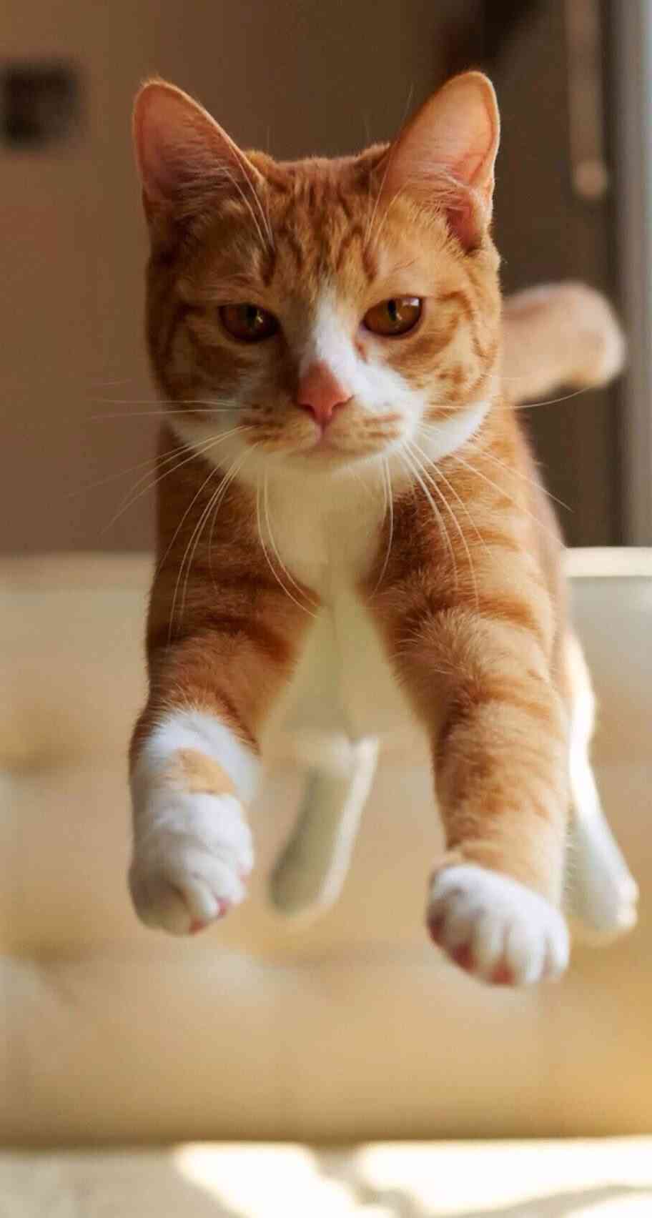 『ガルちゃん猫図鑑』