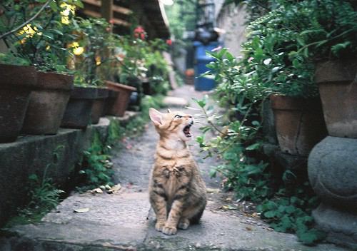 『ガルちゃん猫図鑑』