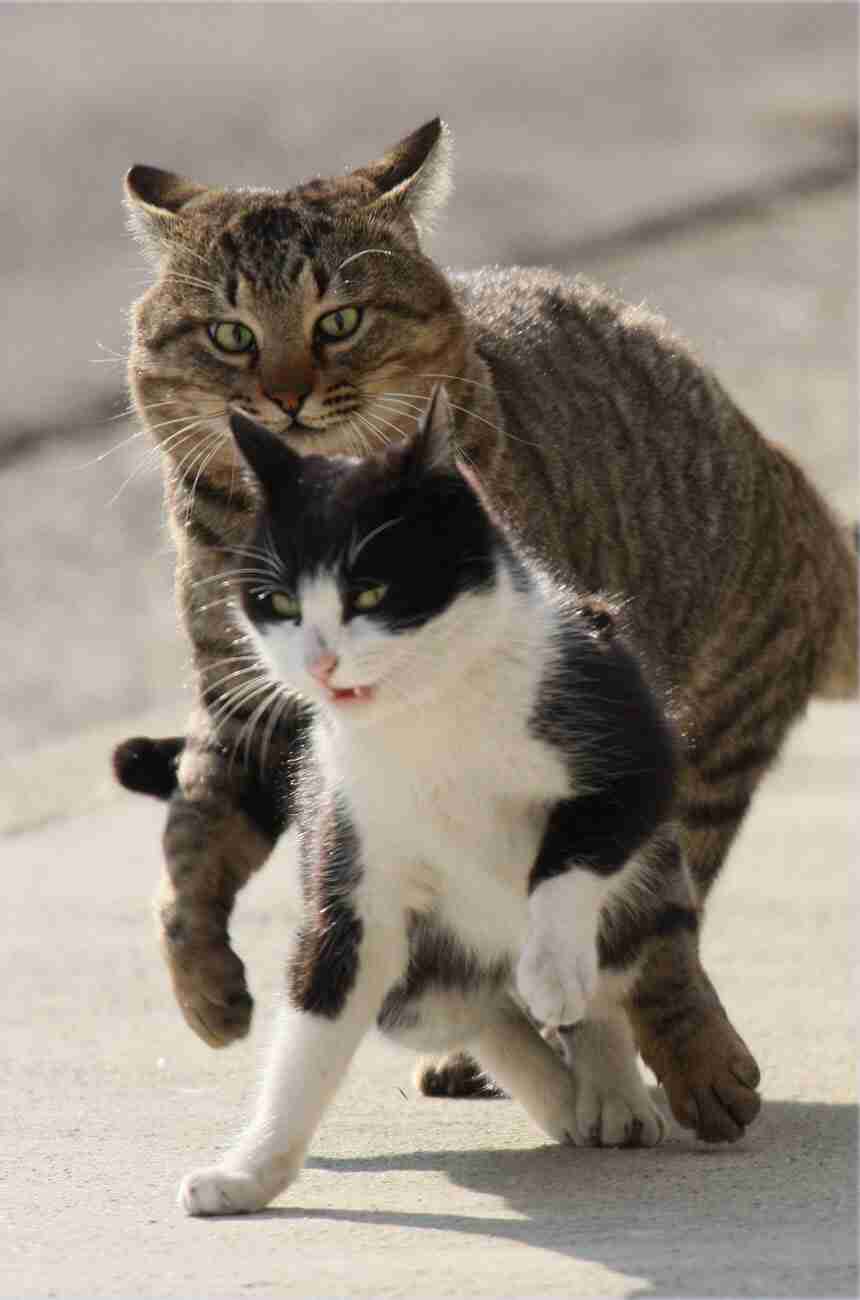 『ガルちゃん猫図鑑』