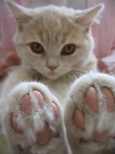 『ガルちゃん猫図鑑』