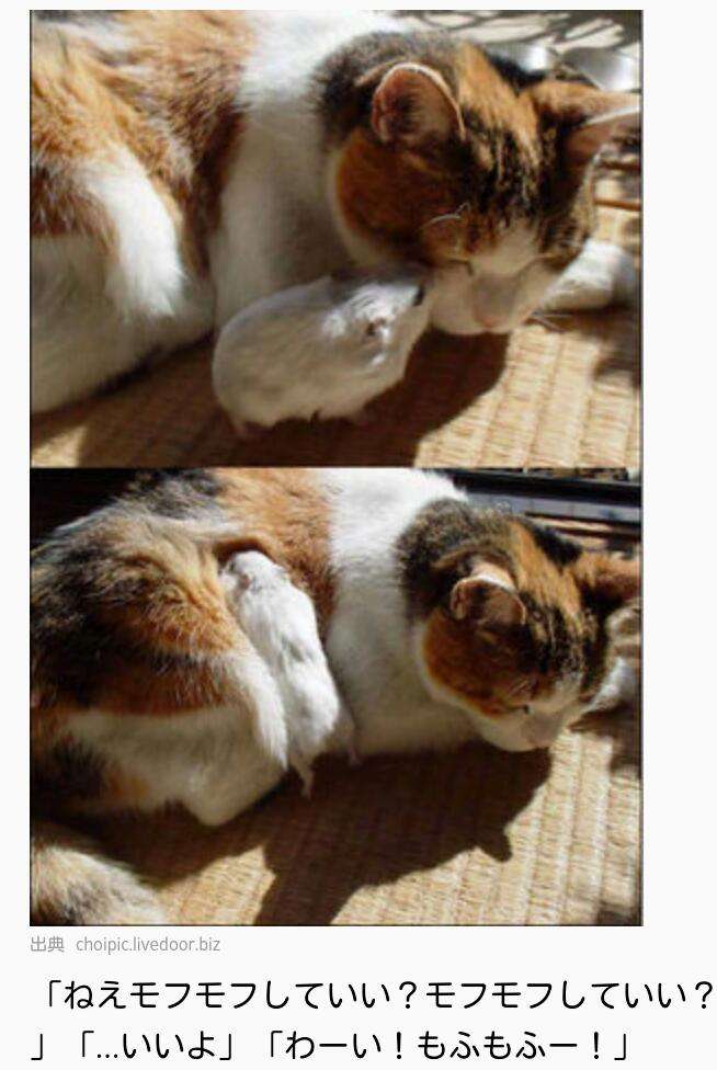 『ガルちゃん猫図鑑』