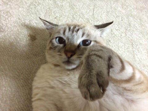 『ガルちゃん猫図鑑』