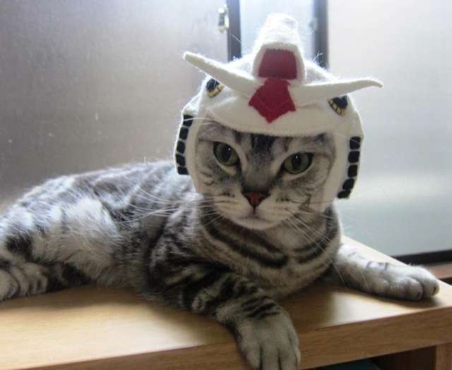 『ガルちゃん猫図鑑』