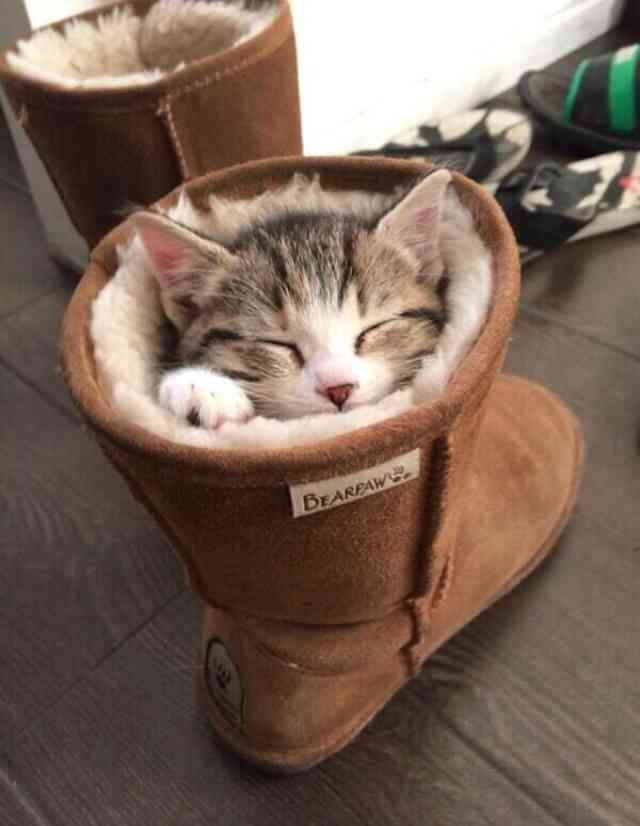 『ガルちゃん猫図鑑』