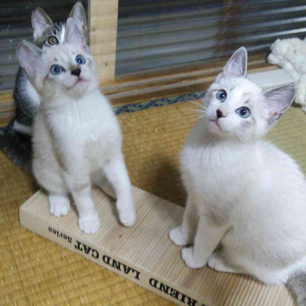 『ガルちゃん猫図鑑』