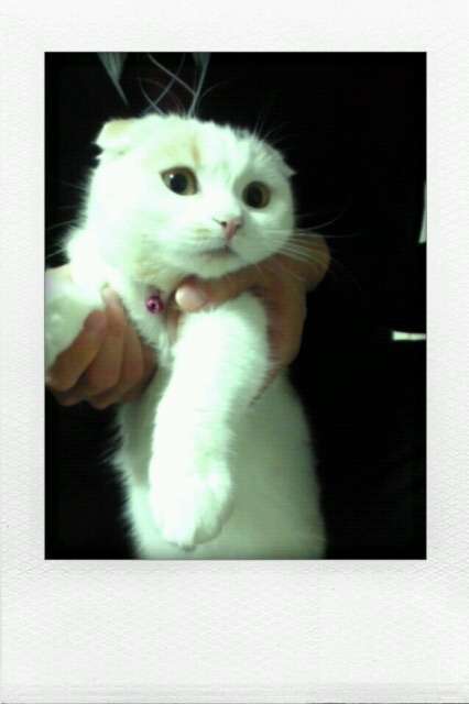 『ガルちゃん猫図鑑』