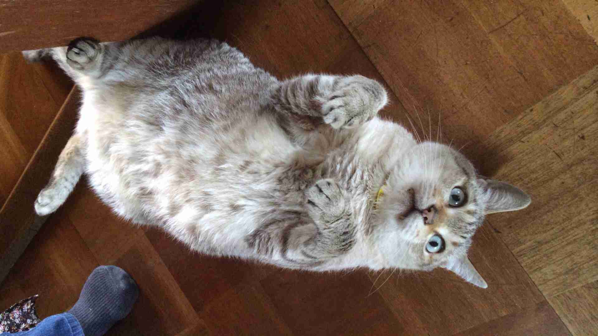 『ガルちゃん猫図鑑』