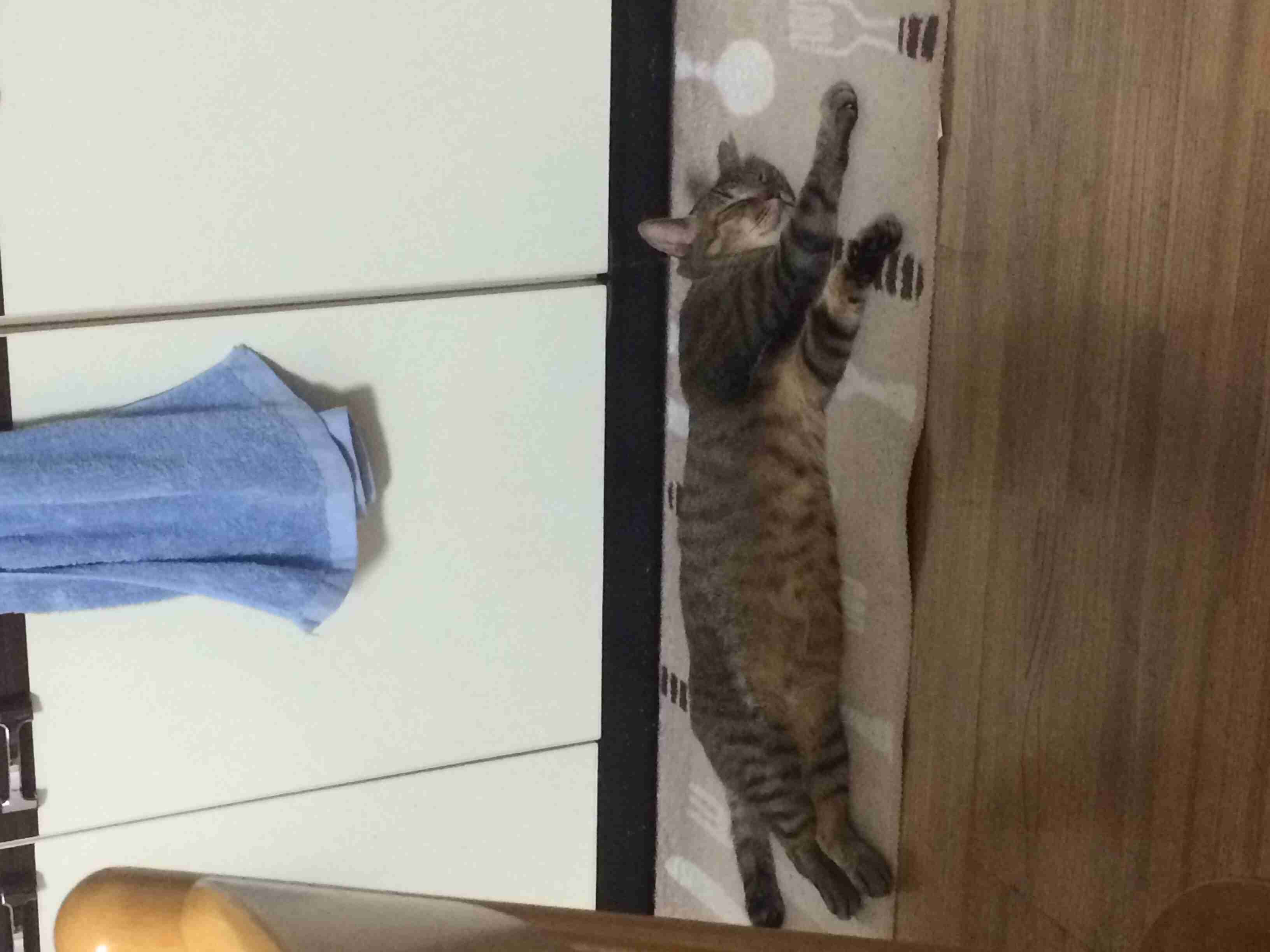 『ガルちゃん猫図鑑』