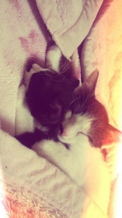 『ガルちゃん猫図鑑』