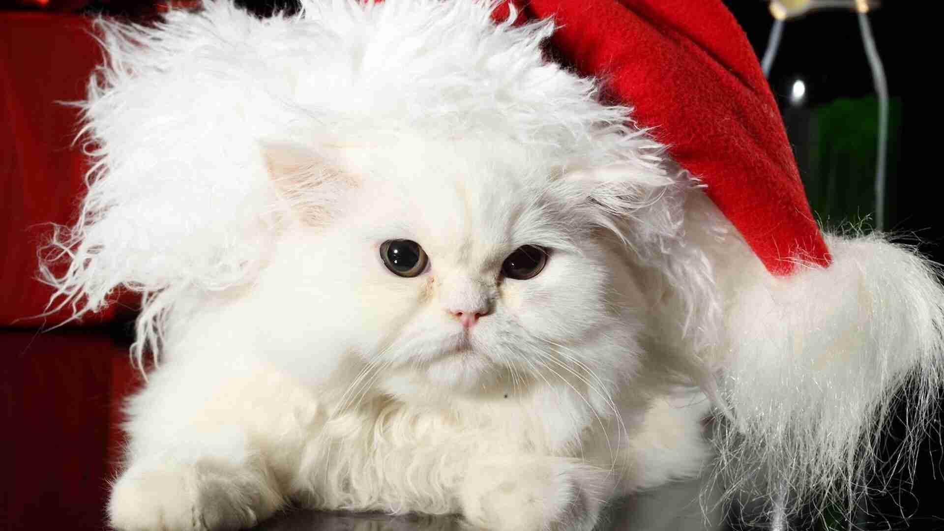 『ガルちゃん猫図鑑』