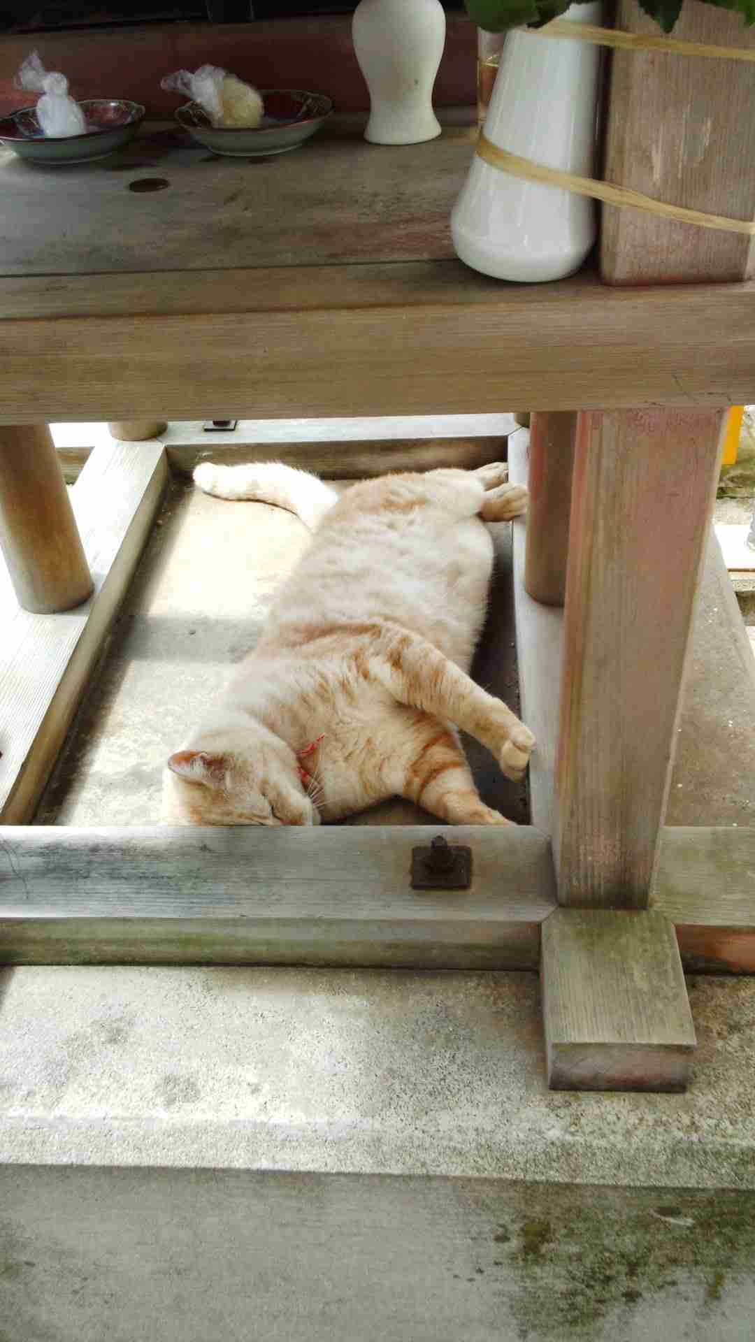 『ガルちゃん猫図鑑』