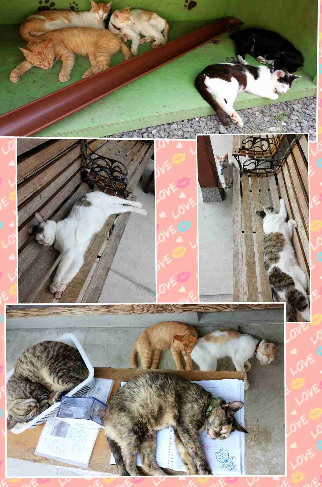 『ガルちゃん猫図鑑』