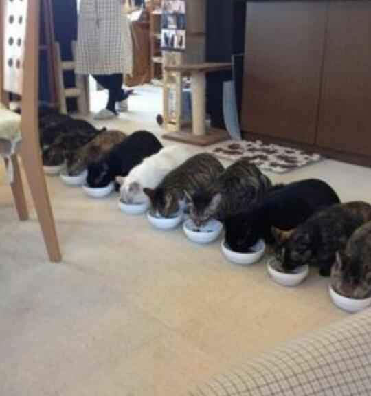『ガルちゃん猫図鑑』
