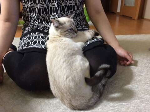 『ガルちゃん猫図鑑』