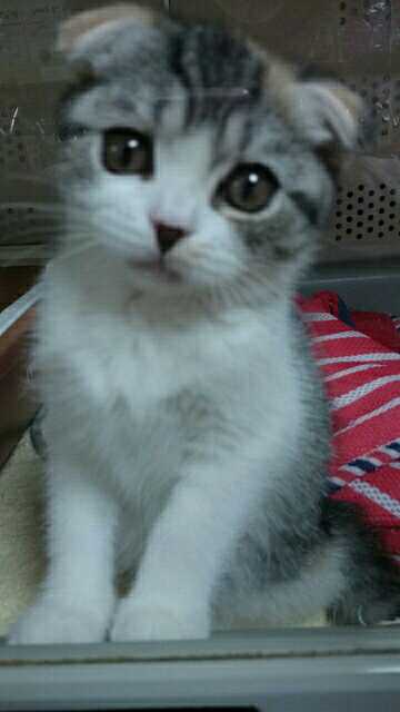 『ガルちゃん猫図鑑』