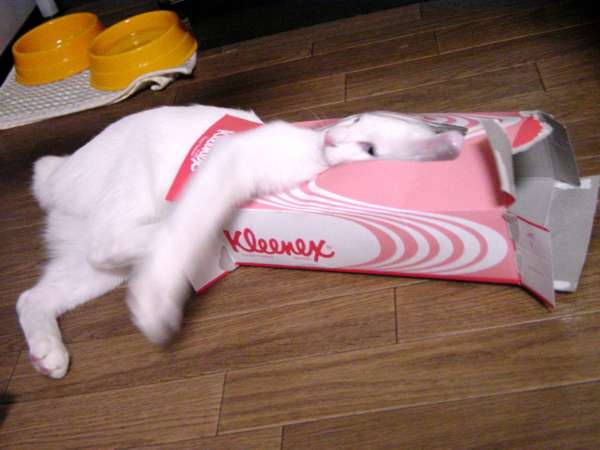 『ガルちゃん猫図鑑』