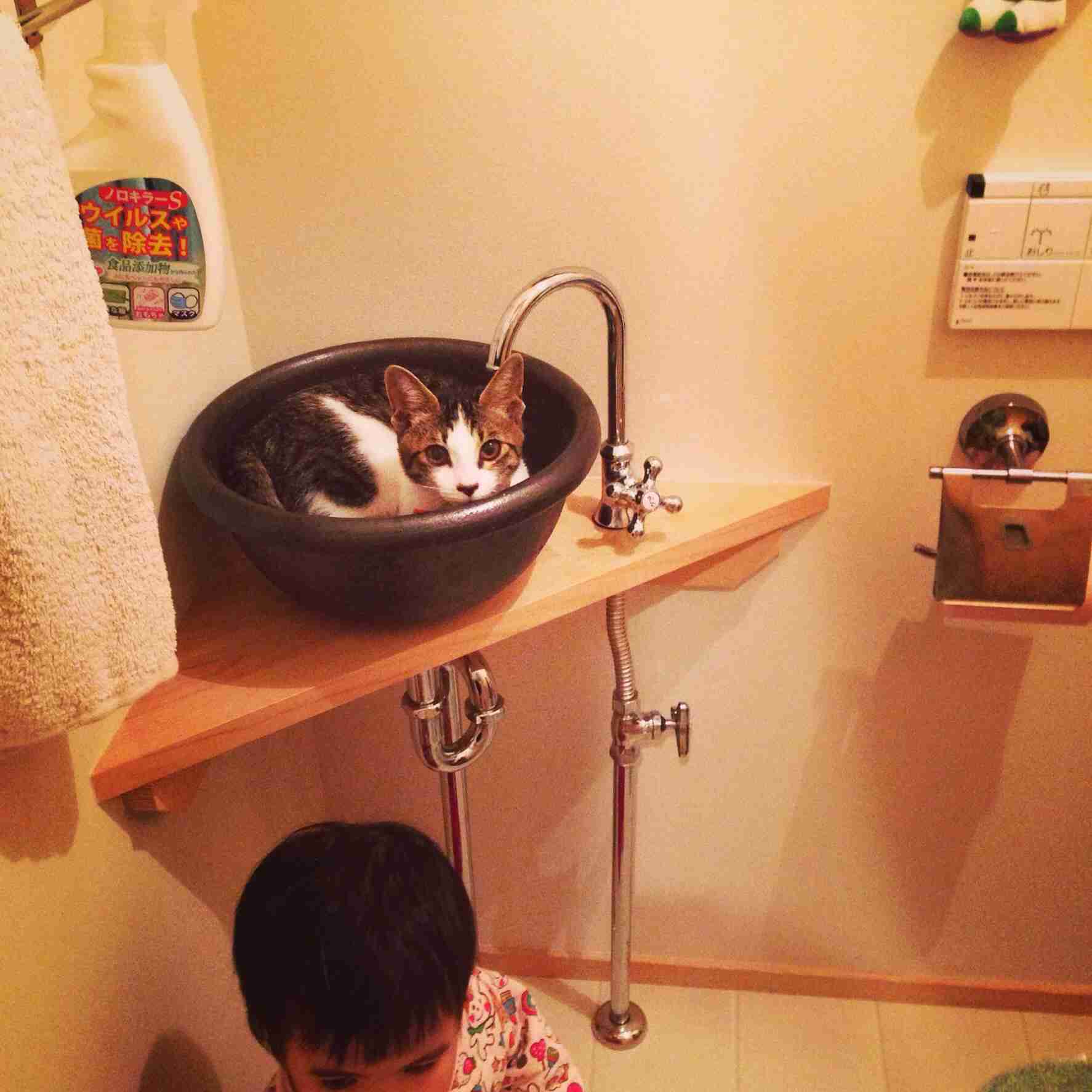 『ガルちゃん猫図鑑』