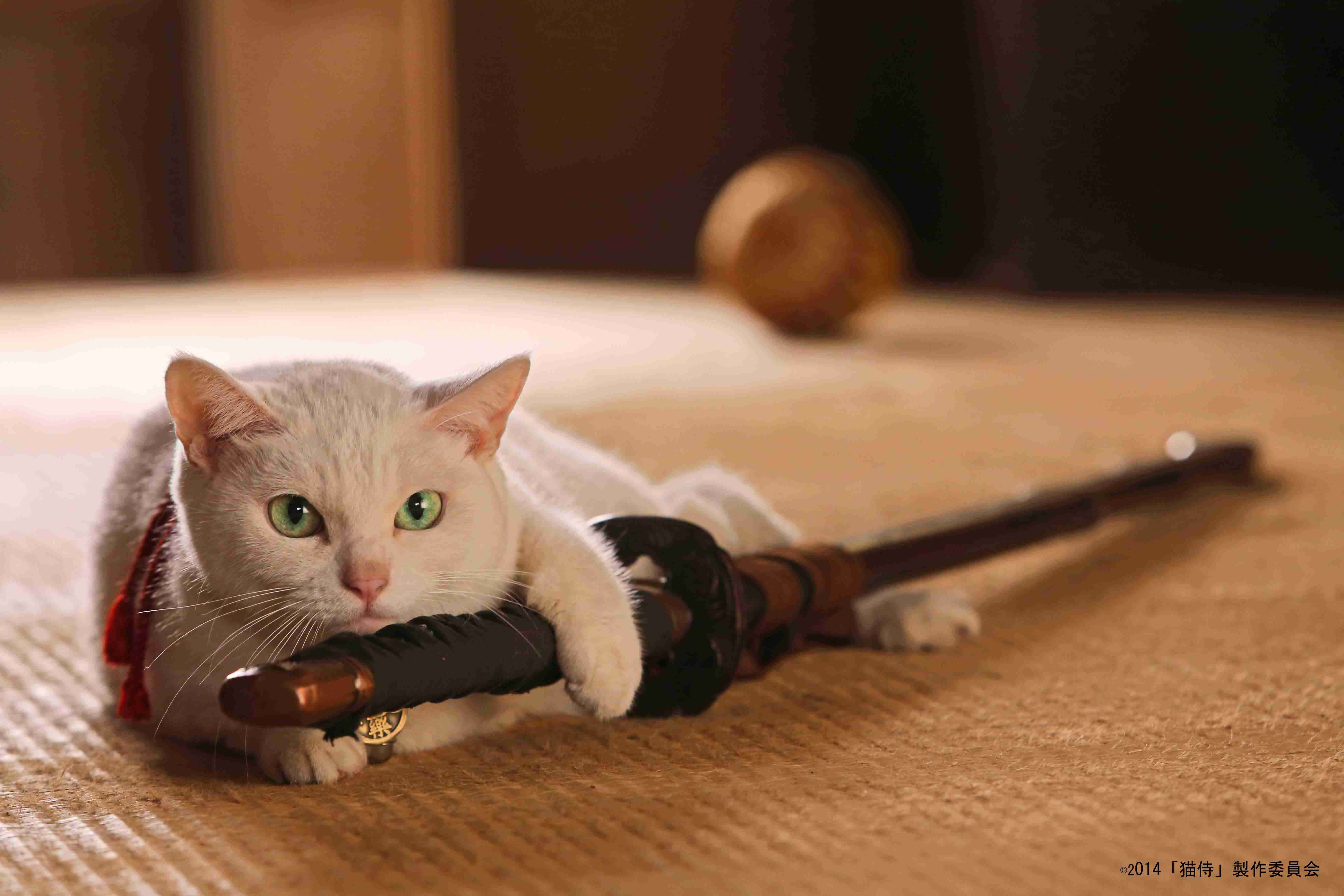 『ガルちゃん猫図鑑』