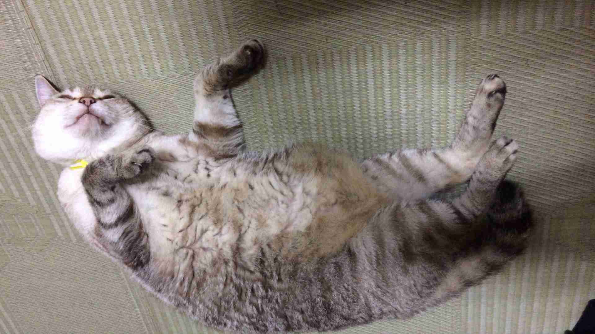 『ガルちゃん猫図鑑』