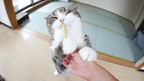 『ガルちゃん猫図鑑』