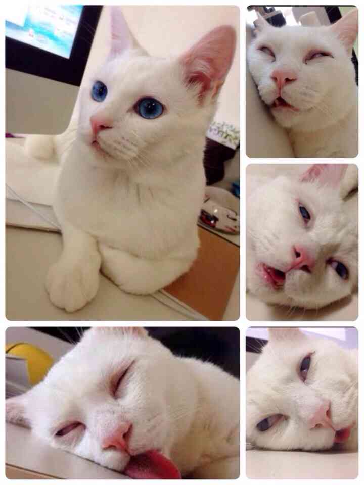 『ガルちゃん猫図鑑』