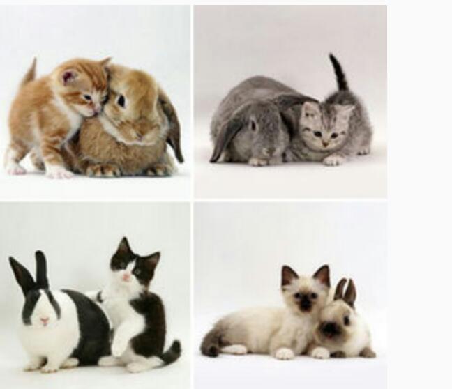 『ガルちゃん猫図鑑』