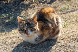 『ガルちゃん猫図鑑』