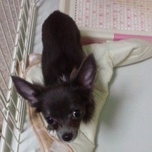 前田敦子、ペットは「猫が8匹、犬が6匹…」「知らない間にどんどん増えてる」