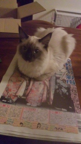 前田敦子、ペットは「猫が8匹、犬が6匹…」「知らない間にどんどん増えてる」