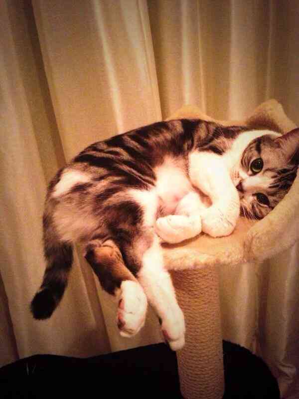 前田敦子、ペットは「猫が8匹、犬が6匹…」「知らない間にどんどん増えてる」