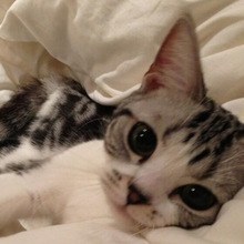 前田敦子、ペットは「猫が8匹、犬が6匹…」「知らない間にどんどん増えてる」