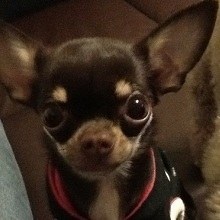 前田敦子、ペットは「猫が8匹、犬が6匹…」「知らない間にどんどん増えてる」