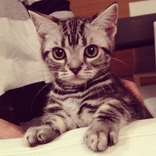 前田敦子、ペットは「猫が8匹、犬が6匹…」「知らない間にどんどん増えてる」