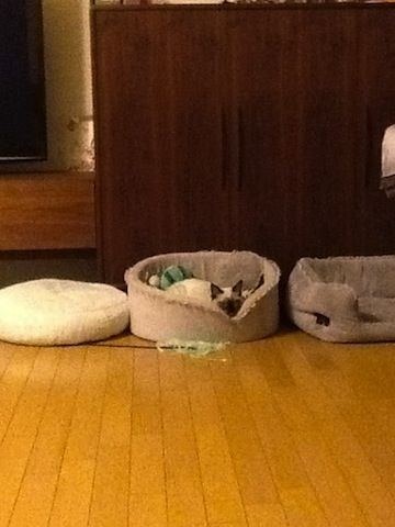 前田敦子、ペットは「猫が8匹、犬が6匹…」「知らない間にどんどん増えてる」