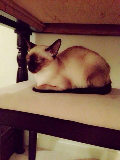 前田敦子、ペットは「猫が8匹、犬が6匹…」「知らない間にどんどん増えてる」