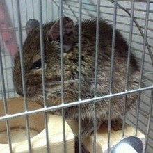 前田敦子、ペットは「猫が8匹、犬が6匹…」「知らない間にどんどん増えてる」