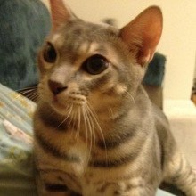 前田敦子、ペットは「猫が8匹、犬が6匹…」「知らない間にどんどん増えてる」