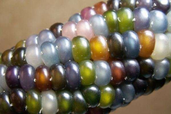 宝石のようにカラフルなトウモロコシがすごい！