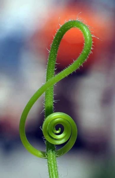 美しい曲線の画像を貼るトピ