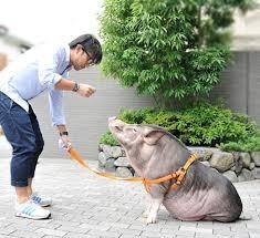 最近大笑いした番組なんですか?