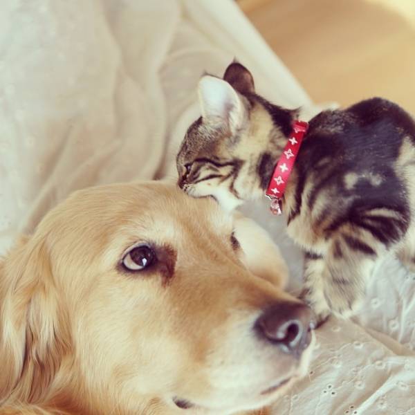 犬と子猫が出会った様子が癒される
