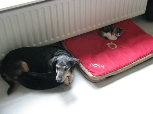犬と子猫が出会った様子が癒される