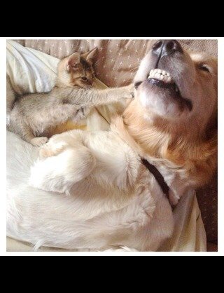 犬と子猫が出会った様子が癒される