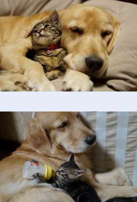 犬と子猫が出会った様子が癒される
