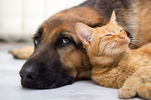 犬と子猫が出会った様子が癒される