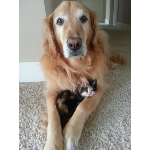 犬と子猫が出会った様子が癒される