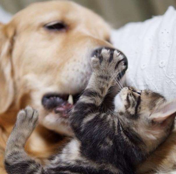 犬と子猫が出会った様子が癒される