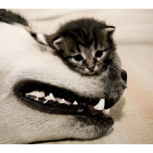 犬と子猫が出会った様子が癒される
