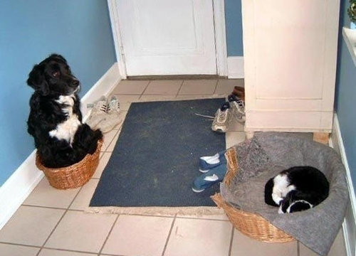 犬と子猫が出会った様子が癒される