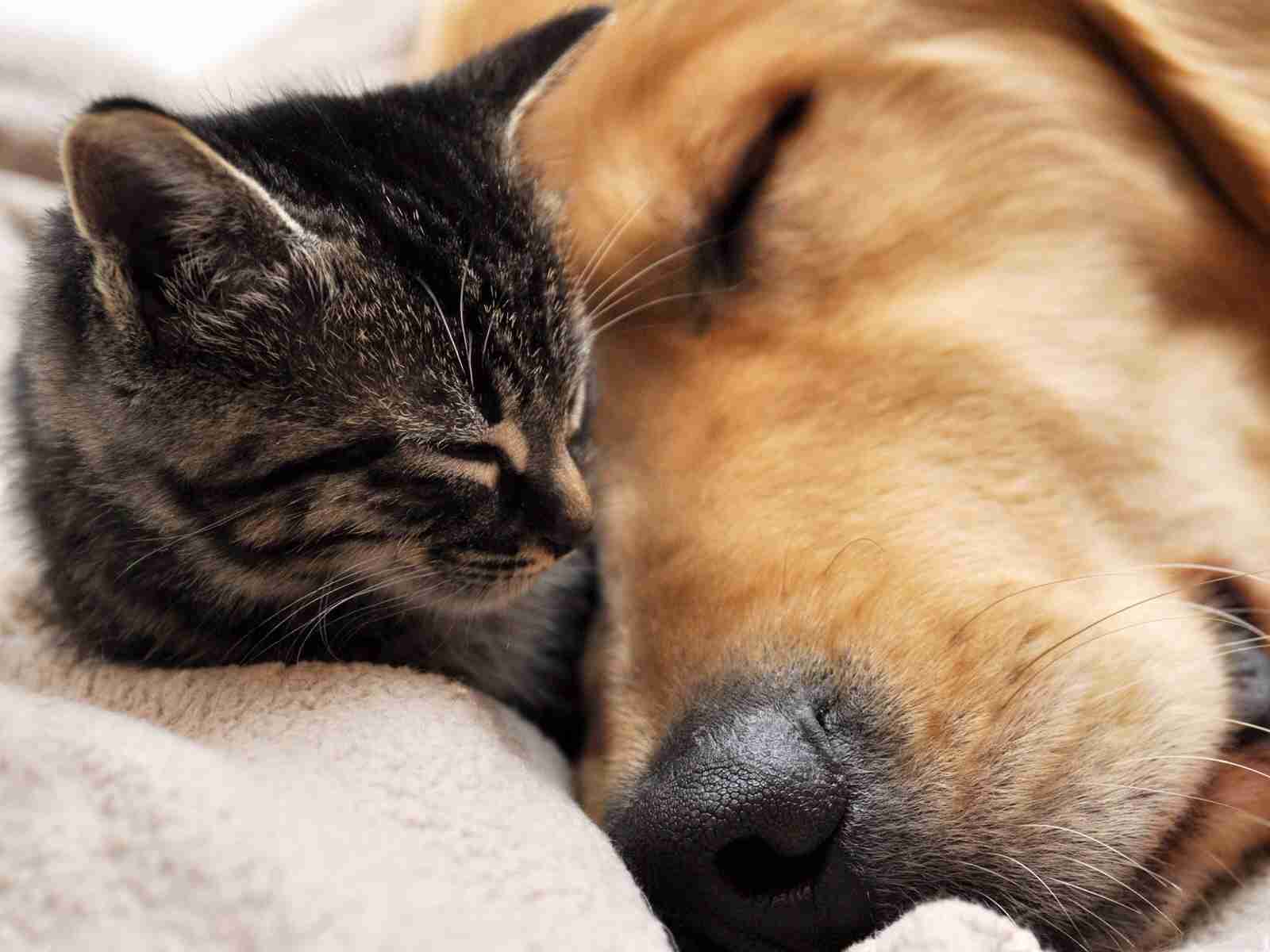 犬と子猫が出会った様子が癒される